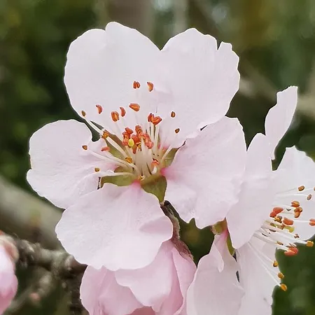 Gaestehaus Bacchus Wachenheim an der Weinstraße