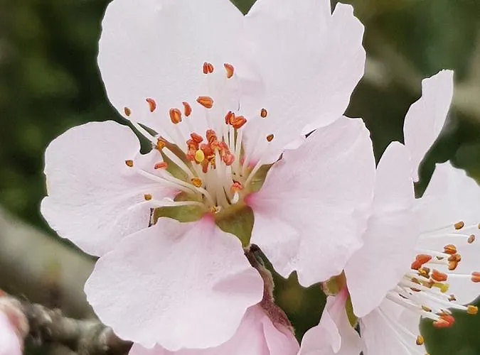 Gaestehaus Bacchus Wachenheim an der Weinstrasse